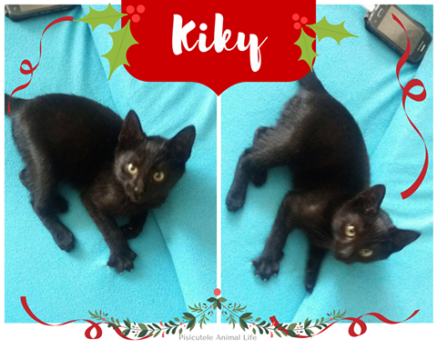 Adoptă un prieten – Kiky